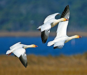 XXXZZZ1C19P8620 (12)